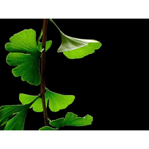 Rhodiola rosea et ginkgo biloba