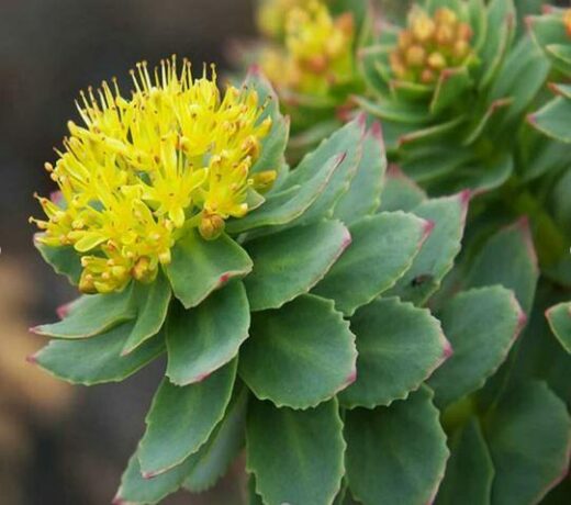 Bienfaits de la rhodiola rosea