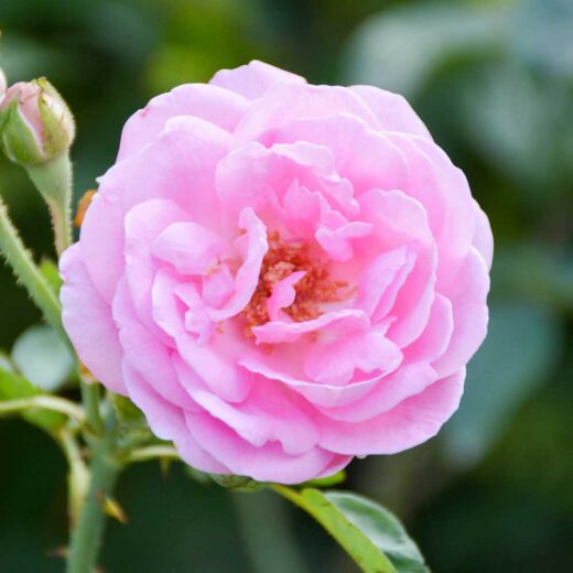 Rose de Damas bienfaits