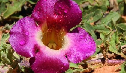 Harpagophytum arthrose