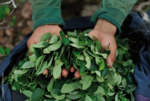 Bienfaits de la feuille de coca