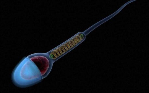 Tomber enceinte avec liquide séminal