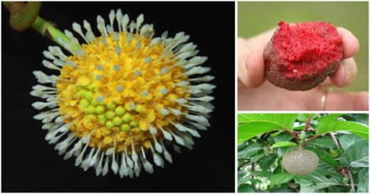 Bienfaits nauclea latifolia et fertilité