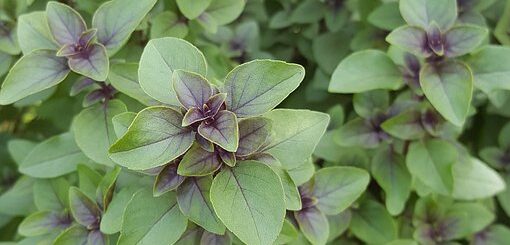 Basilic sacré bienfaits tulsi