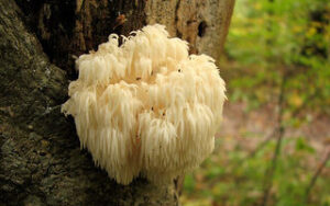 Champignon Hericium bienfaits