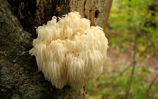 Champignon Hericium bienfaits