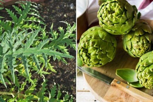 Bienfaits feuilles d'artichaut et fertilité