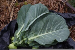 Feuilles de choux fleur et fertilité :