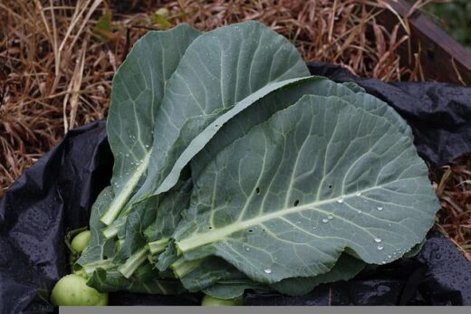 Feuilles de choux fleur et fertilité :