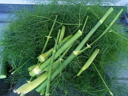 fenouil et aneth pour la fertilité