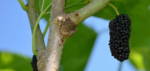 Bienfaits du mûrier et fertilité