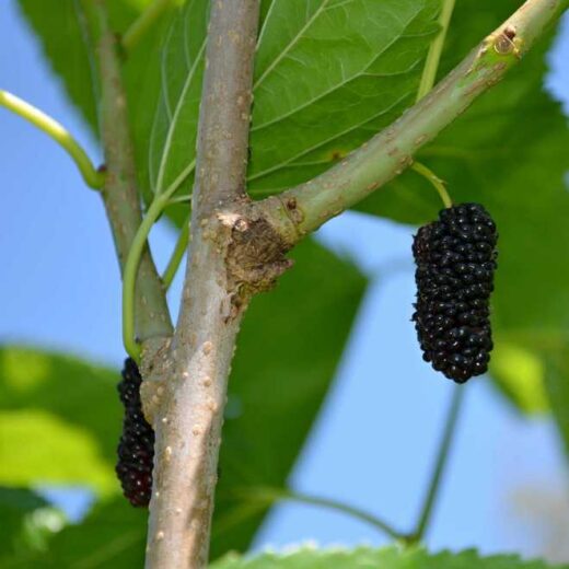 Bienfaits du mûrier et fertilité