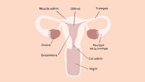 J'ai guéri de la vulvodynie traitement naturel crème