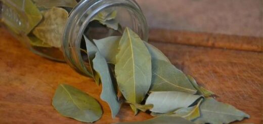 Tisane de laurier effets secondaires