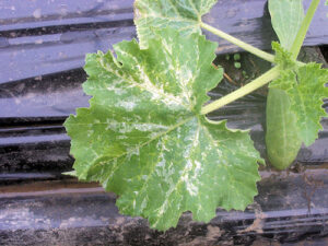 feuille de courgettes et fertilité