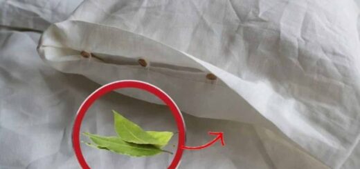 Feuilles de laurier sous l'oreiller