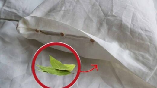 Feuilles de laurier sous l'oreiller