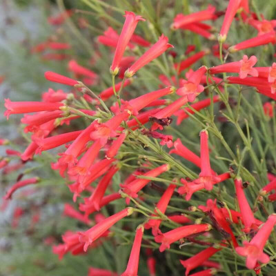 Goutte de sang plante extérieur