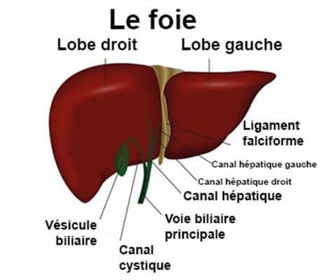 Syndrome de Budd-Chiari traitement naturel