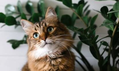 Plante toxique pour chat