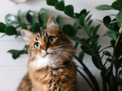Plante toxique pour chat