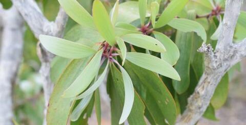 Plantes médicinales cancer pancréas