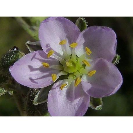 Sabline et lithiases urinaires