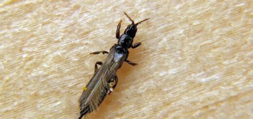 Thrips traitement maison