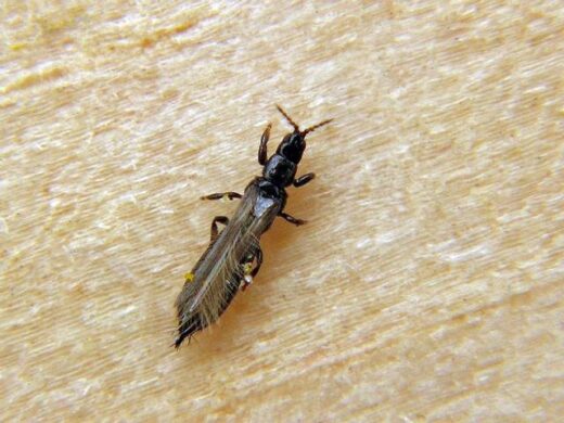 Thrips traitement maison