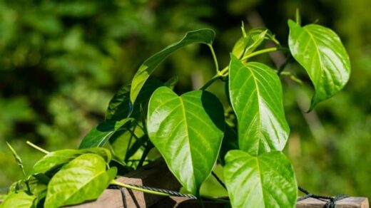 Tisane pour éliminer le sucre dans le sang