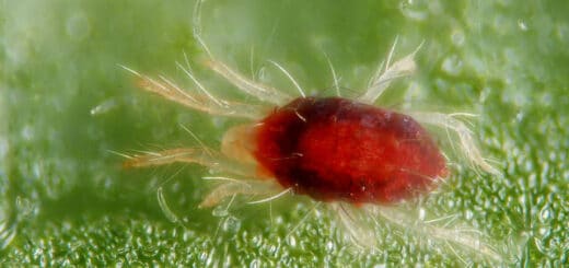 Traitement naturel contre l'araignée rouge