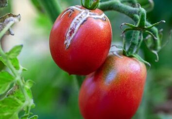 Manger trop de tomates conséquences