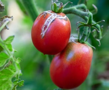 Manger trop de tomates conséquences