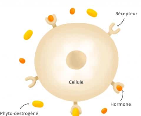 Aliment riche en oestrogène