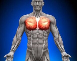 Exercices pour muscler les pectoraux