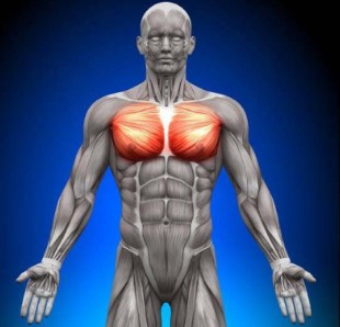 Exercices pour muscler les pectoraux