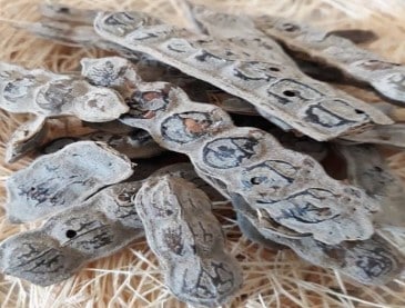 Guéni + khamaré + nep nep + écorce blanche