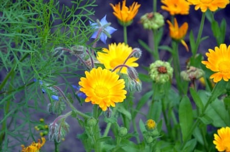 Onagre et douleurs menstruelles