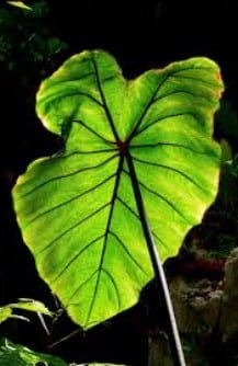 Siaguehi pour durer au lit