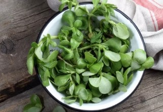 pourpier pour faciliter l'accouchement