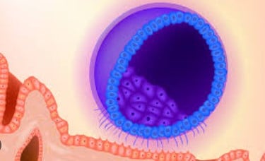 ovule fécondé