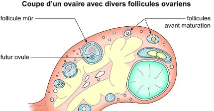 follicule ovarien et un ovule