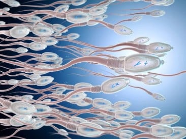 Azoospermie et enceinte