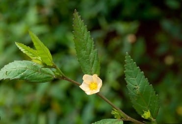 Sida acuta et fertilité