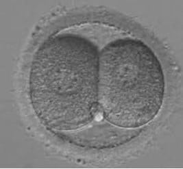 Embryon blastocyste b4aa qualité