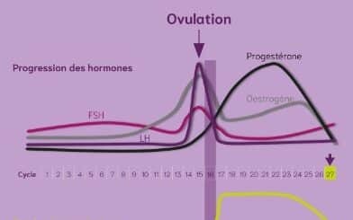 Cycle menstruation ovulation