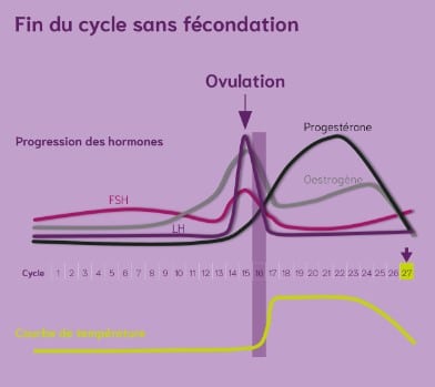 Cycle menstruation ovulation