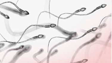 Spermatogenese