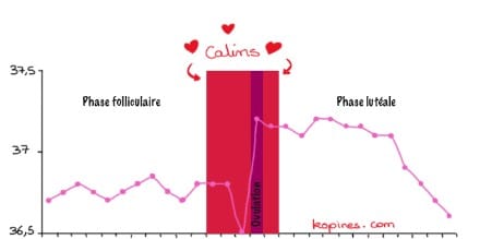 Courbe température grossesse positive