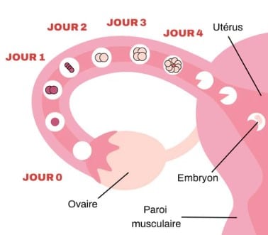 Symptôme ovulation
